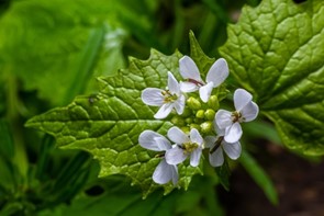 garlic mustard plant