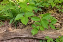 poison ivy plant