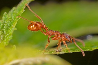 red fire ant on leaf